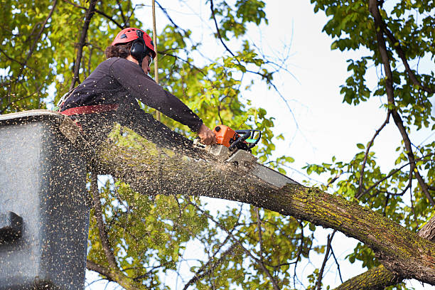 Trusted Farmington, NM Tree Service Experts